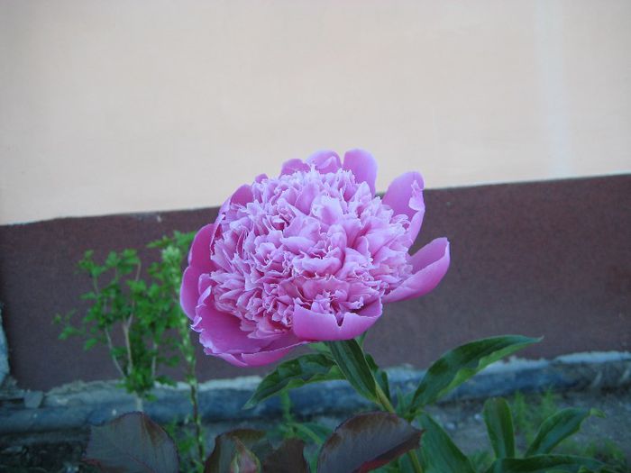 IMG_5807 - flori de gradina