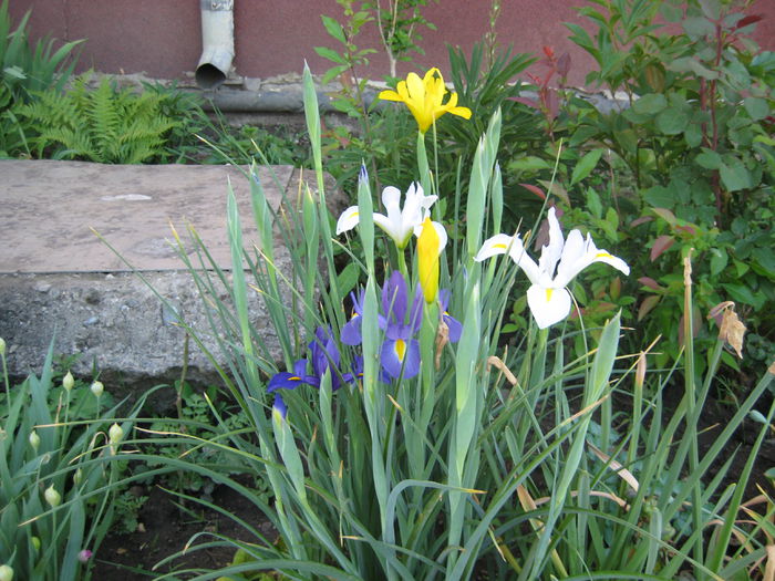 IMG_5808 - flori de gradina