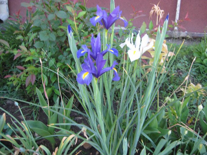 IMG_5809 - flori de gradina