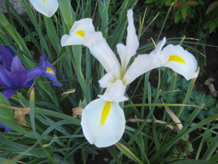 IMG_5811 - flori de gradina