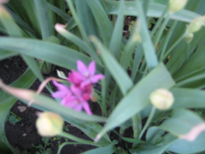 IMG_5813 - flori de gradina