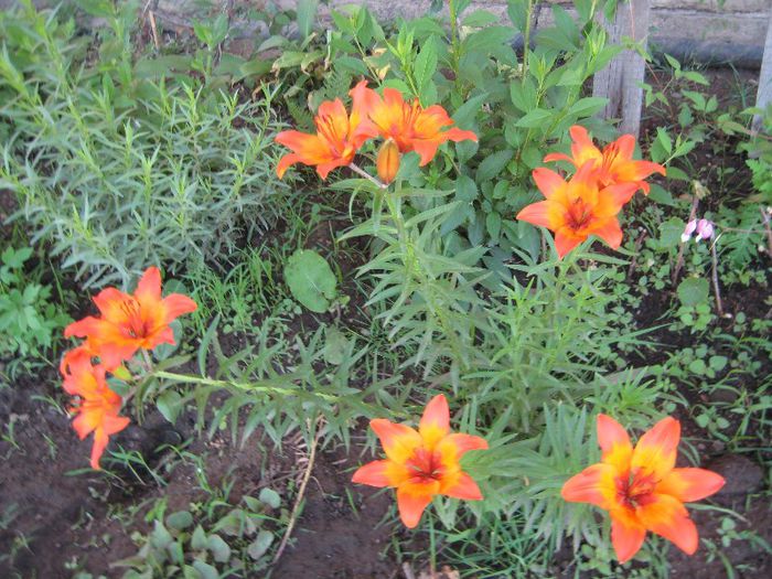 IMG_5822 - flori de gradina