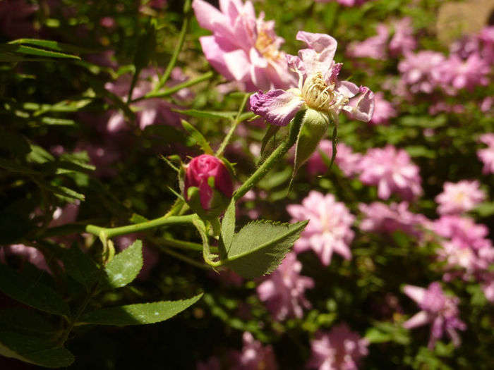 Copy of 3 - Rouletti rose