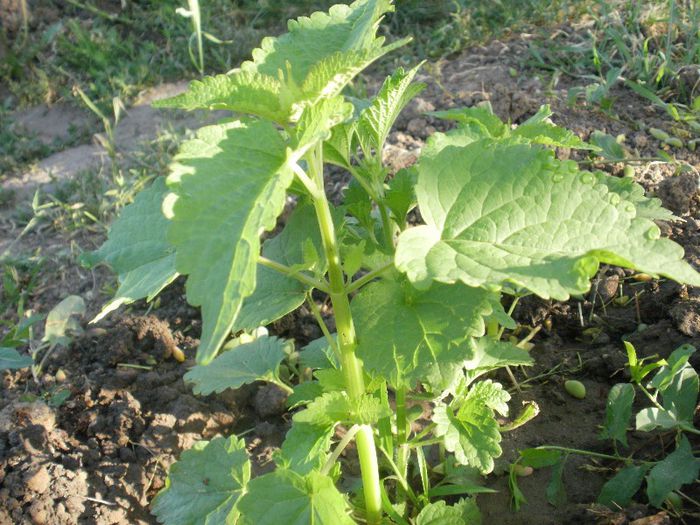 menta coreana-Lofantul