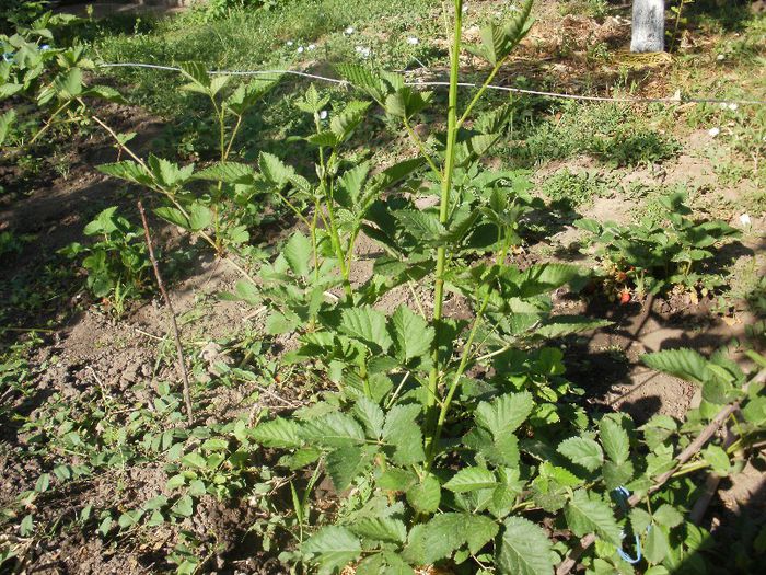 mur Navaho-catarator