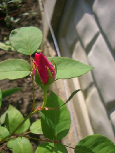 Zephirine Drouhin (Charles Bonnet) - Bourbon Climber, Bizot, 1868)