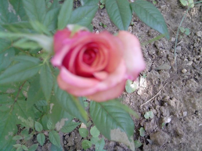 Picture 016 - trandafiri 2013 si alte flori
