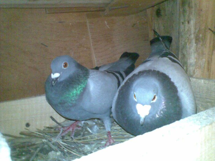 19052013(001) - Voiajori