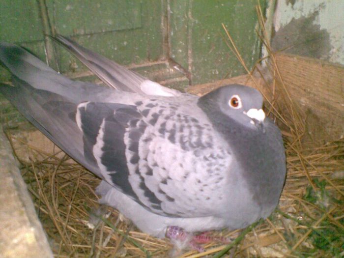 19052013(002) - Voiajori