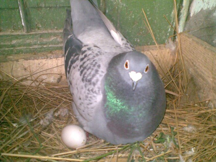 19052013(003) - Voiajori