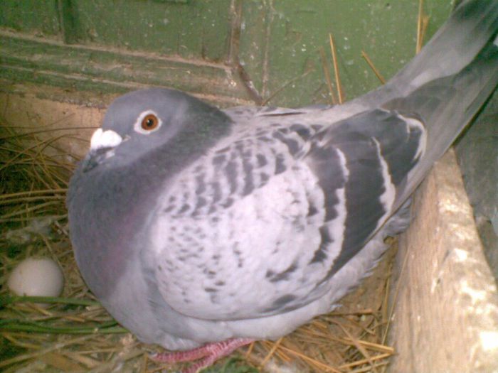 19052013(004) - Voiajori