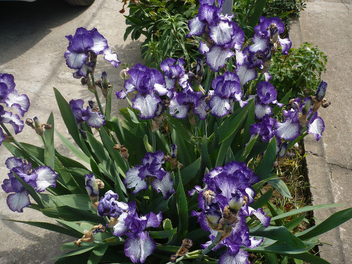 P1190866 - GRADINA 2013