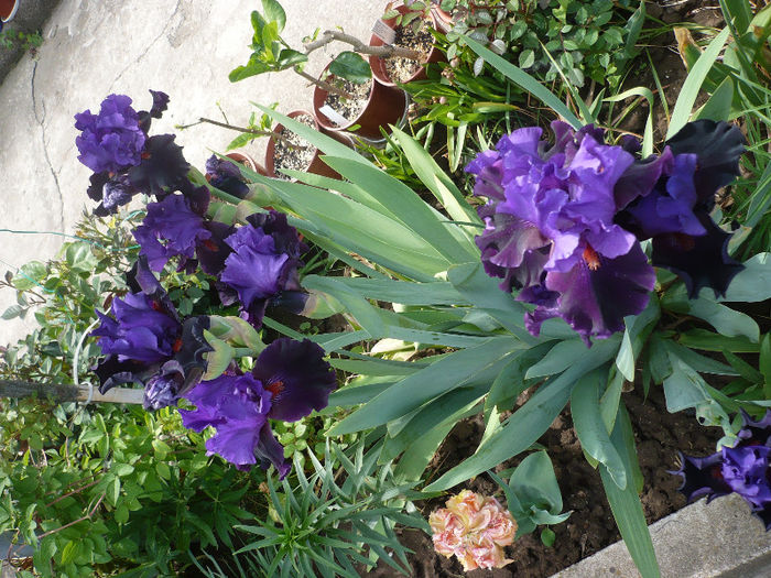 P1190873 - GRADINA 2013