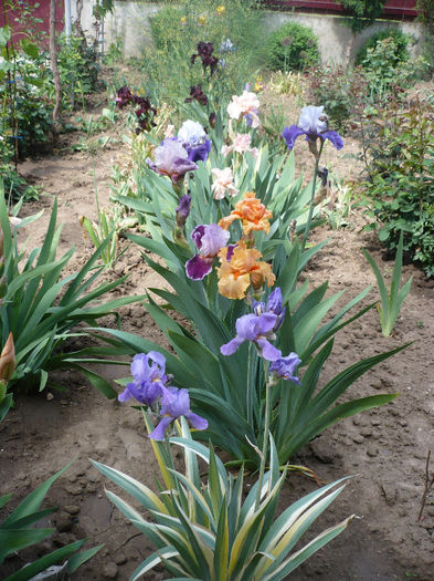 P1190878 - GRADINA 2013