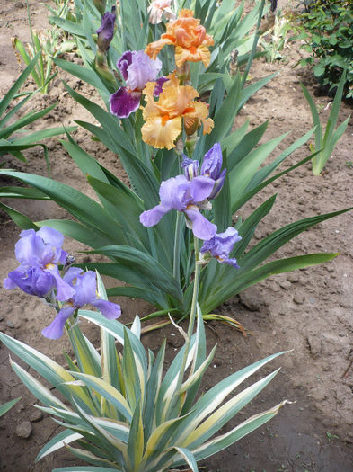 P1190879 - GRADINA 2013