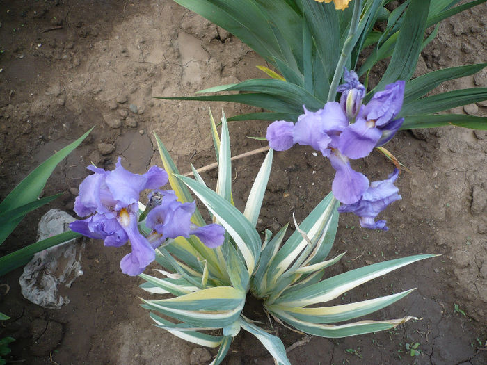 P1190880 - GRADINA 2013