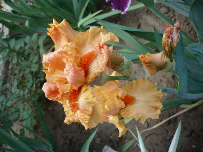 P1190882 - GRADINA 2013