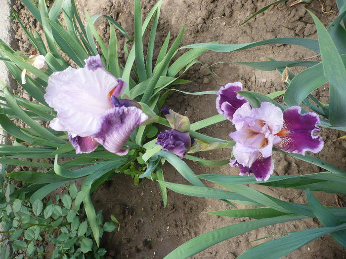 P1190883 - GRADINA 2013