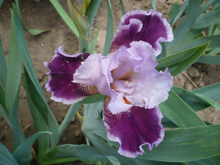 P1190885 - GRADINA 2013