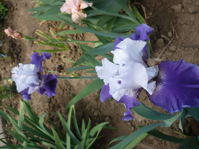 P1190886 - GRADINA 2013