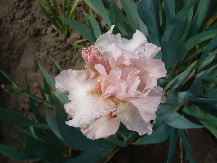 P1190889 - GRADINA 2013