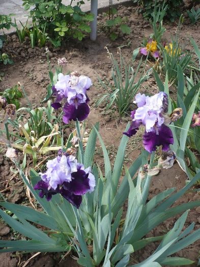 P1190892 - GRADINA 2013