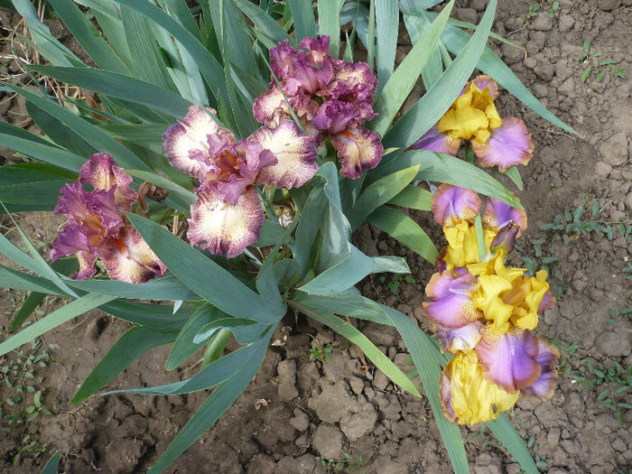 P1190894 - GRADINA 2013