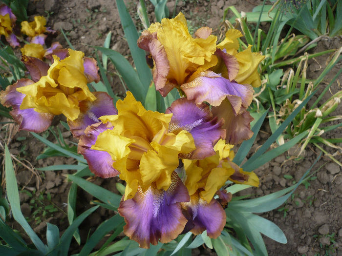 P1190897 - GRADINA 2013