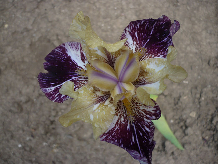 P1190898 - GRADINA 2013