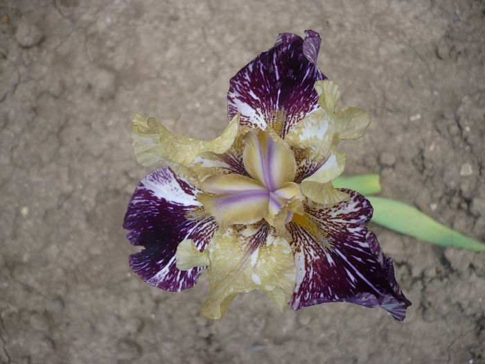 P1190899 - GRADINA 2013