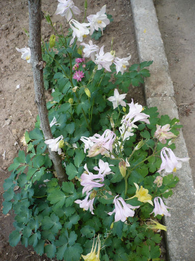 P1190900 - GRADINA 2013