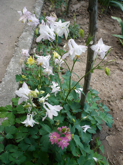 P1190901 - GRADINA 2013