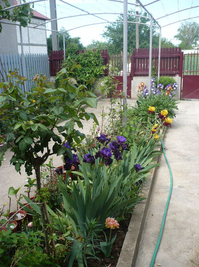 P1190904 - GRADINA 2013