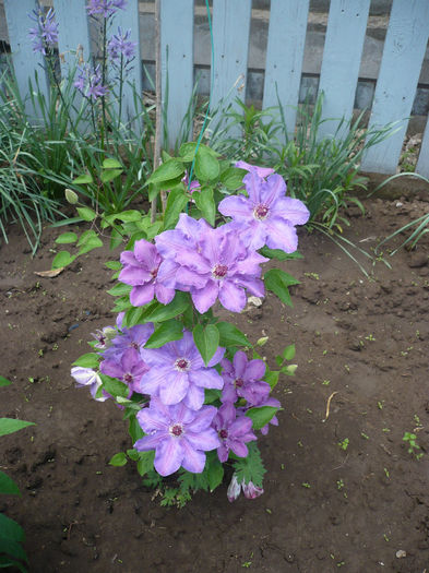 P1190905 - GRADINA 2013