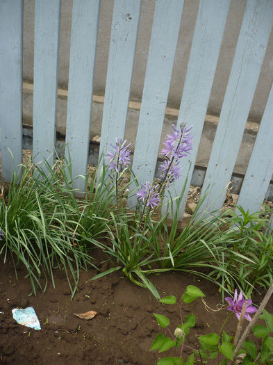 P1190908 - GRADINA 2013