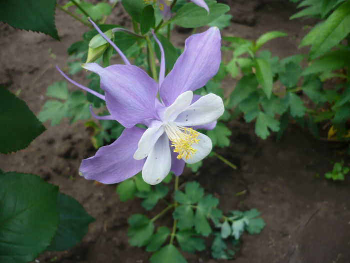 P1190909 - GRADINA 2013