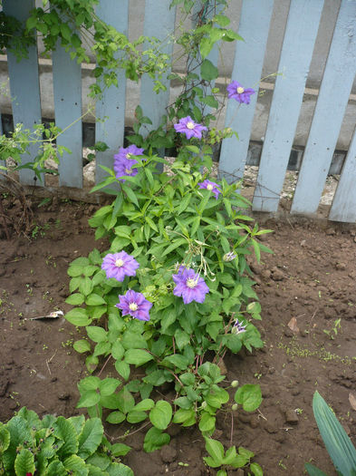 P1190911 - GRADINA 2013