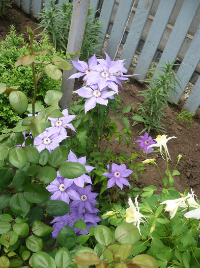 P1190912 - GRADINA 2013