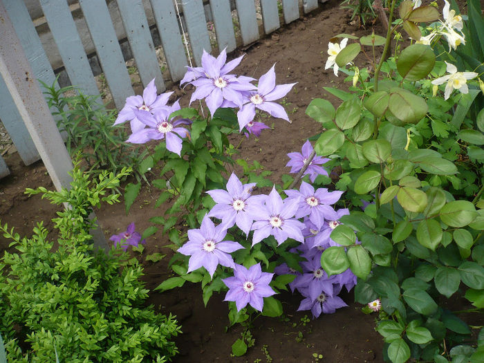 P1190913 - GRADINA 2013