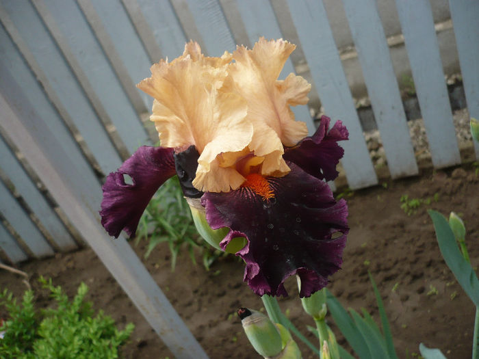 P1190916 - GRADINA 2013