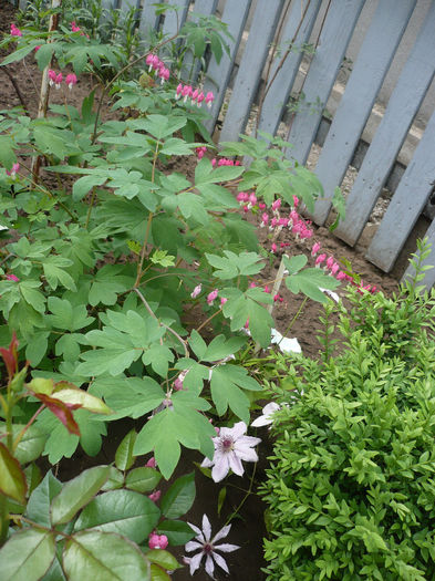 P1190917 - GRADINA 2013