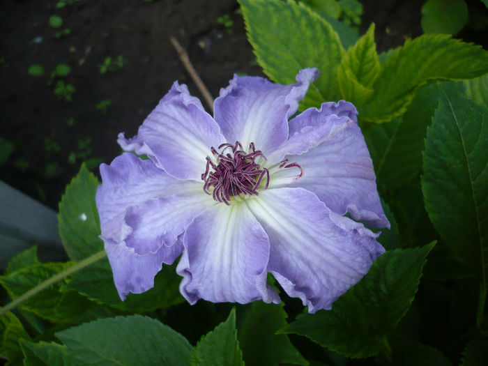 P1190979 - GRADINA 2013