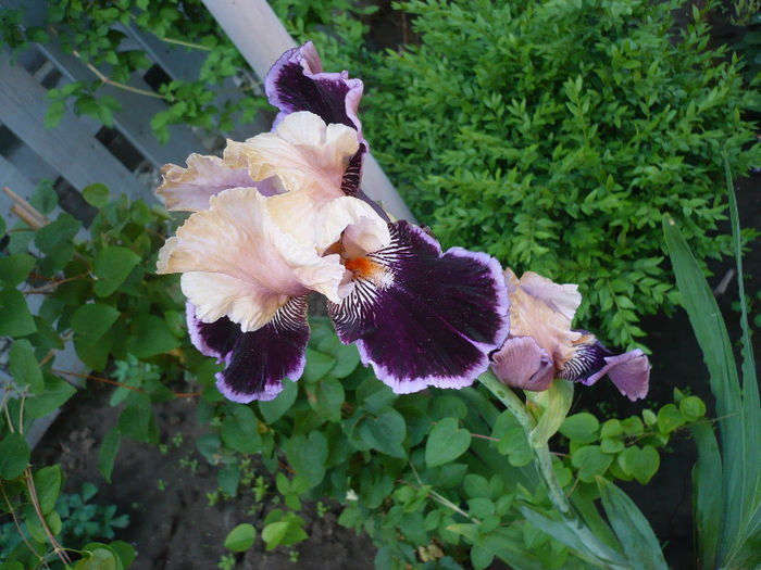 P1190988