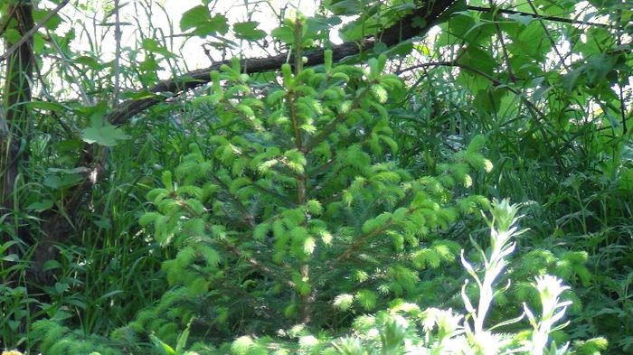 DSC00452 - gradina 2013