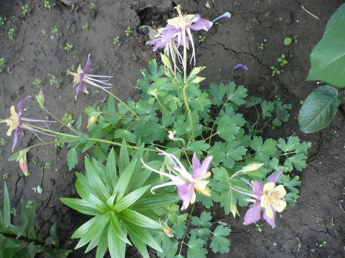 P1190995 - GRADINA 2013