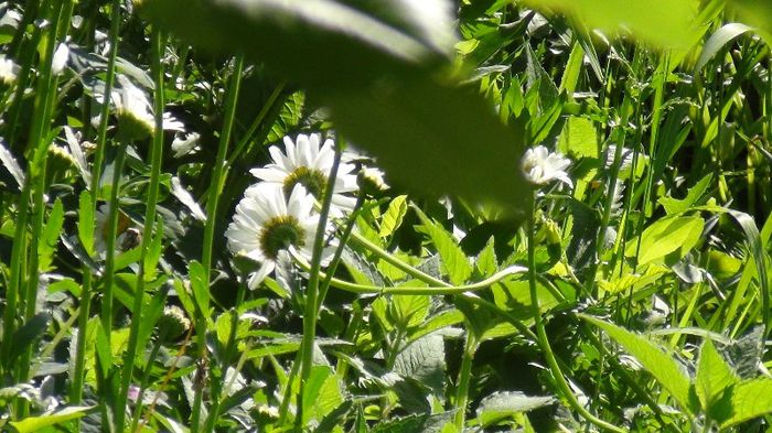 DSC00456 - gradina 2013