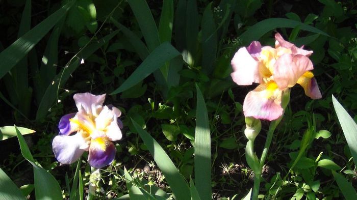 DSC00461 - gradina 2013