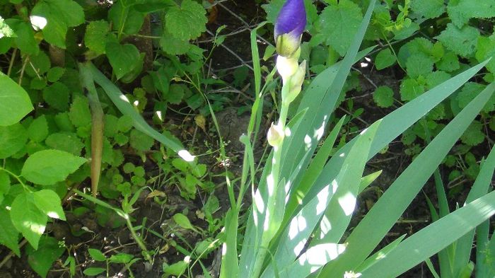 DSC00462 - gradina 2013