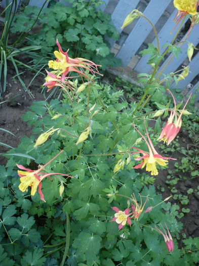 P1200005 - GRADINA 2013