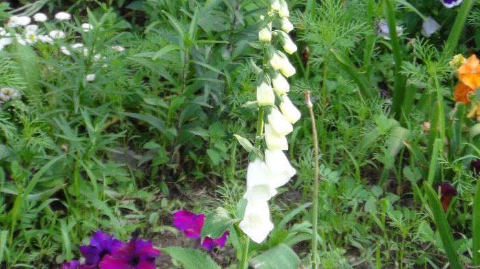 DSC00467 - gradina 2013